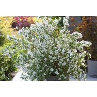 Philadelphus Petite Perfume White Mock Orange Shrub - Compact, Fragrant, Wildlife-Friendly | Wowcher