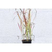 Imperata Red Baron Ornamental Garden Grass - Striking Red-Tipped, Easy-Care Perennial | Wowcher