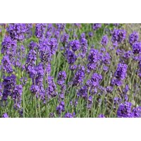 Lavender Angustifolia Munstead - Hardy Perennial Aromatic Garden Plant | Wowcher