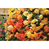 Begonia Apricot Shades Summer Hanging Baskets - Large Double Blooms, Easy Care, Versatile Display | Wowcher
