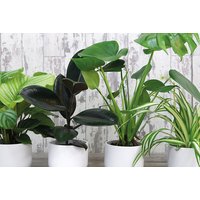 New Home Houseplant Collection - Easy-Care Mixed Indoor Plants for Fresh, Stylish Spaces | Wowcher