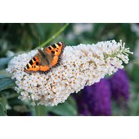 Buddleja Buzz Ivory Patio Plant - Compact, Long-Flowering Butterfly Bush for Gardens & Pots | Wowcher