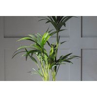 Kentia Palm Indoor House Plant - Air-Purifying, Low Maintenance, Versatile Decor | Wowcher