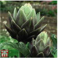 Green Globe Artichoke 2 Litre Plants - Hardy, High-Yield Vegetable for Home Gardens | Wowcher
