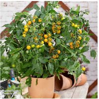 Tomato 'Magnusa' Compact Patio Plants - Sweet, High-Yield, Easy-Grow Variety | Wowcher