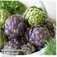 Artichoke Purple Globe 2 Litre Garden Plant - Hardy, Easy-Care, Striking Colour | Wowcher