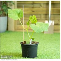Cucumber Patio Snacker 2 Litre Plants - Compact Greenhouse Variety for Patios & Balconies | Wowcher