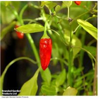 Chilli Apache F1 2 Litre Plants - Heavy Cropping, Hardy Chilli Pepper for Home Growing | Wowcher
