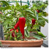 Chilli Rapid Jalapeno 2 Litre Plants - Early Harvest, UK Hardy, High Yield | Wowcher