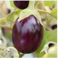 Aubergine 'Baby Black Jack' - Compact Patio Vegetable Plant in 2 Litre Pot | Wowcher