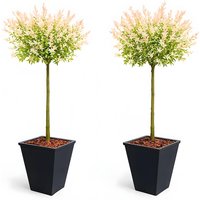 Pair of Salix Flamingo Flowering Patio Trees - 90-120cm Tall | Wowcher