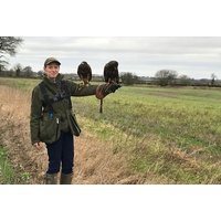 60-Minute Hawk Experience at Shropshire Falconry | Things To Do