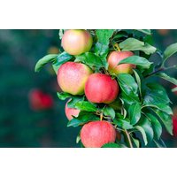 Dwarf Patio Fruit Trees - Compact Apple, Pear, Plum & Cherry Varieties for Small Gardens & Balconies (100cm Tall) | Wowcher