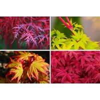Japanese Maple Collection - 4 Plant Bundle | Wowcher