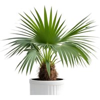 CLEARANCE! 3-4ft Mexican Fan Palm Tree - Washingtonia Robusta | Wowcher