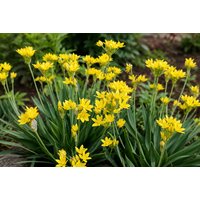 500 or 1000 Spring Flowering Bulb Collection | Wowcher
