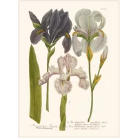 Iris Garden Poster