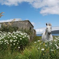 Connemara, Kylemore Abbey and Wild Atlantic Way tour from Galway