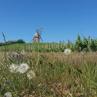Beaujolais Region Wine Tasting Private Day Tour from Lyon