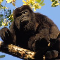 Gatun Lake: Monkeys & Exotic Wildlife by the Canal
