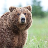 Ultimate Alaskan Adventure: Ocean Wildlife to Interior Wilderness 9 Day/8 Nights