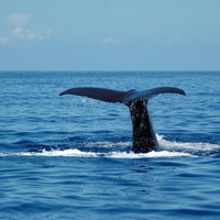 Seaborn Catamaran trips