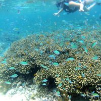 Snorkeling at San Vicente with speed boat