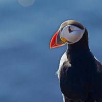 Puffin Cruise with Expert Tour Guide from Reykjavik