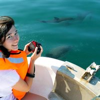 Dolphin Watching from Fuzeta