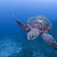 Scuba diving in Yakushima! (Guided Fun Diving for Licensed Guests)