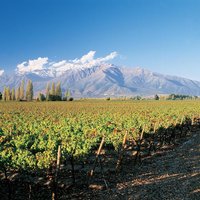 Private Andes Day Trip Maipo Valley with Concha Y Toro Wine Tour