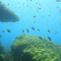 Local Reef Snorkelling and Deserted Beach