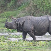 3 Days Jungle Safari in Chitwan National Park