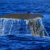 Whale and Dolphin Watching from Vila Franca do Campo