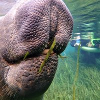 Manatee Swim Tour with In Water Photographer
