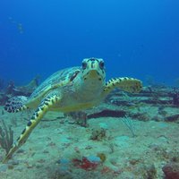 Sand Dollar Half Day Snorkel Trip