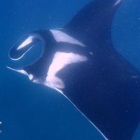 Fundive Catalina Islands (2 dives, only for certified divers)