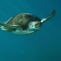 RECREATIONAL DIVE (certified divers only) : Explore Canarian Sealife