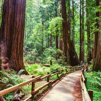 Muir Woods & Wine Tour: Redwoods & Tastings at 3 Wineries