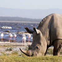 Lake Nakuru Day Trip