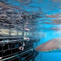 Shark Cage Diving and Viewing - Self drive