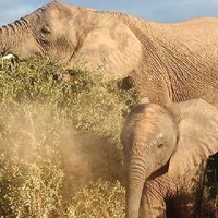 Private Group Addo Elephant National Park All Inclusive Safari