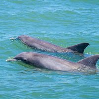 Dolphin and Wildlife Adventure of St. Augustine