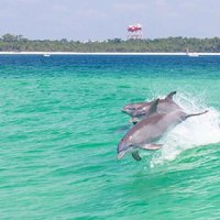 Pensacola Beach Dolphin and Scenic Tour