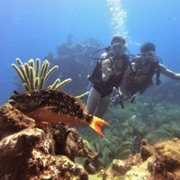 2 Deep Reef Dives in Cancun Caribbean Sea for Certified Divers