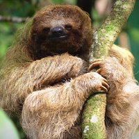 Wildlife Sloths hike - Cultural Chocolate-Coffee + waterfall swim