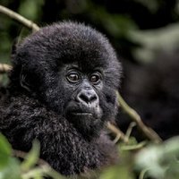 1 Day Gorilla Trekking in Volcanoes NP From Kigali