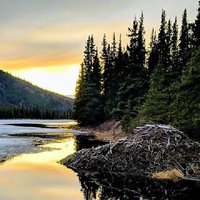 Denali Naturalist Walking Tour