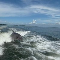 Dolphin cruise in Santa Rosa Beach