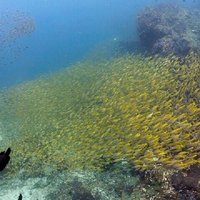 Scuba Diving in Phuket – Full-Day Trip (3 Dives, All Included)